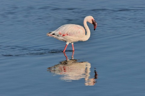 Lesser Flamingo (Phoenicopterus minor) standing in Lake Nakuru, Lake Nakuru National Park, near