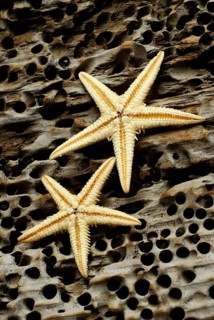 Dried starfish on driftwood