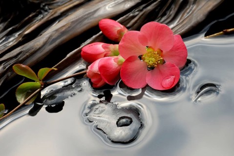 Chaenomeles japonica (Chaenomeles japonica) flowers, stones and wood in water