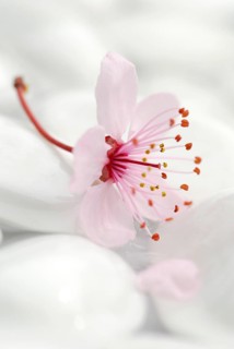 Cherry plumsblue (Prunus cerasifera) on stones, plum blossoms, purple-leaf plum