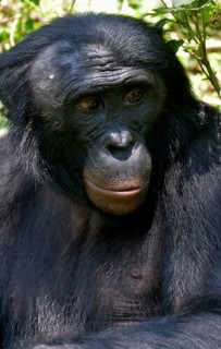 Bonobo (Pan paniscus), portrait, Lola ya Bonobo Sanctuary, Kimwenza, Mont Ngafula, Kinshasa,