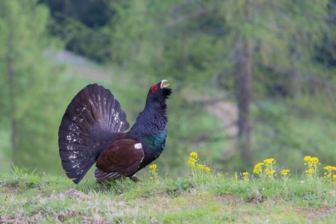 Western capercaillie (Tetrao urogallus) courting, Kalkalpen National Park, Upper Austria, Austria,