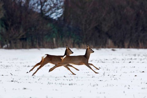 European roe deer (Capreolus capreolus) jumping and fleeing in the field in winter in the snow,