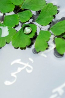 Lady hair fern and Japanese characters (Adiantum raddianum)