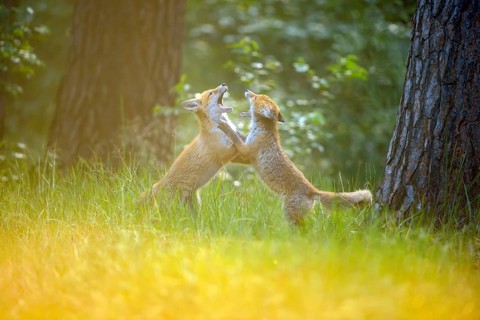 Red fox (Vulpes vulpes), two young foxes playing and practising fighting with each other at sunset,