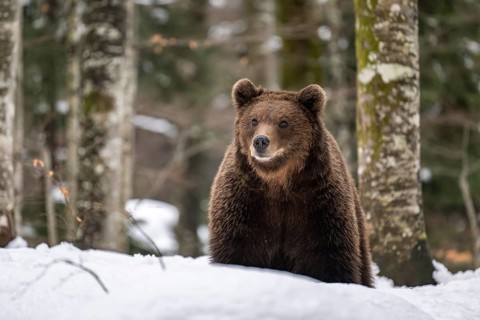 European brown bear (Ursus arctos arctos) in the forest, bear in the snow, winter, Notranjska