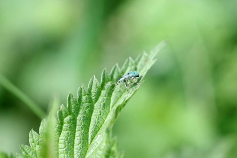 Nettle weevil (Phyllobius pomaceus), beetle, macro, leaf, close-up of a green weevil