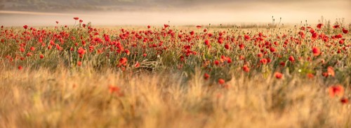 Panorama, corn field with flowering poppies, poppy field in the morning light, fog in the