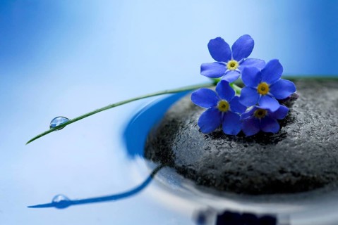 Forget-me-not on stone, commemoration