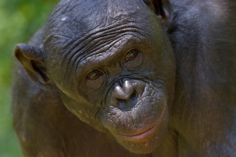 Bonobo (Pan paniscus), portrait, Lola ya Bonobo Sanctuary, Kimwenza, Mont Ngafula, Kinshasa,