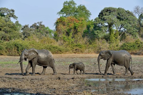 African elephants (Loxodonta africana), elephant family, baby elephant, Kanga waterhole, Mana Pools