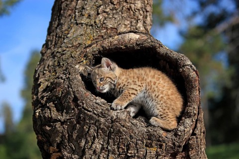 Bobcat (Lynx rufus), young, 8 weeks, in bobcat (Felis rufa)