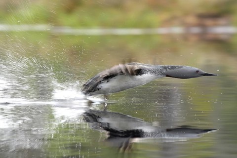Red-throated diver (Gavia stellata) takes off from the water, Dalarna, Sweden, Europe