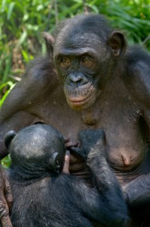 Bonobo (Pan paniscus) mother suckling young, Lola ya Bonobo Sanctuary, Kimwenza, Mont Ngafula,
