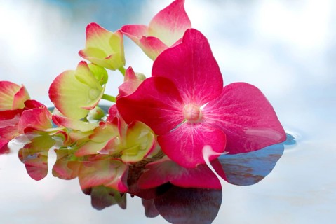 Hydrangea, flowers in water (Hydrangea macrophylla)