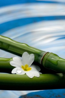 Bamboo cane and flower, bamboo