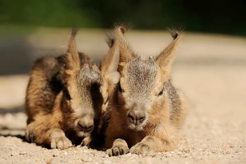 Patagonian mara (Dolichotis patagonum) or Greater Mara, juveniles, captive, occurrence in Argentina