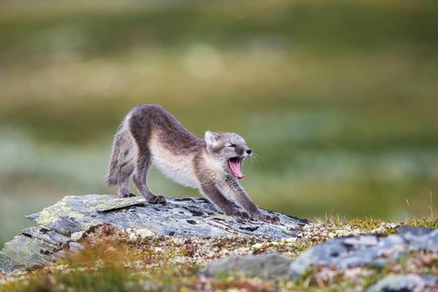 Arctic fox (Vulpes lagopus), yawning puppy, Varanger, Finnmark, Norway, Europe