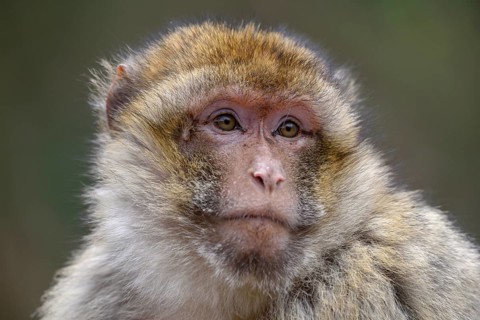 Barbary macaque (Macaca sylvanus), animal portrait, captive, France, Europe