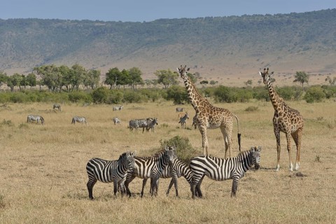 Maasai Giraffes or Kilimanjaro Giraffes (Giraffa camelopardalis tippelskirchi) and Burchell's