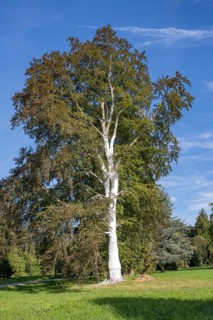Limed tree trunk on a copper beech as protection against frost, stress cracks and pests, Canton