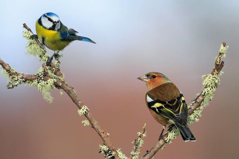 Common chaffinch and Blue tit ( Fringilla coelebs) ( Parus caeruleus) Finches, Tits, Tits,