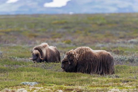 Muskoxen or Musk Oxen (Ovibos moschatus), ?Dovrefjell-Sunndalsfjella-Nationalpark, Norway, Europe