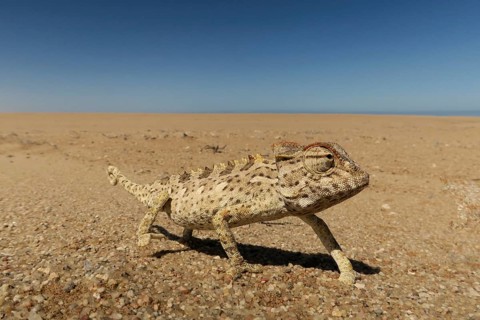 Namaqua Chameleon (Chamaeleo namaquensis), Namib Desert, Namibia, Africa