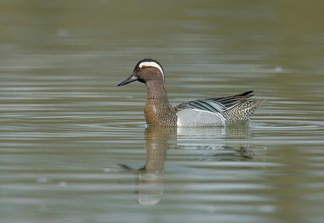 Garganey (Anas querquedula) swims in water, Upper Austria, Austria, Europe