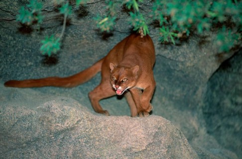 Jaguarundi (Felis yagouaroundi) (Herpailurus yagouaroundi), jaguarundi, mammals, animals, feline,