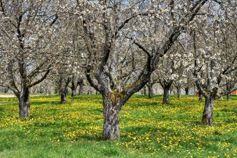Blossoming cherry trees at the Dreikirschenweg, near Mösbach, Ortenaukreis, Black Forest,