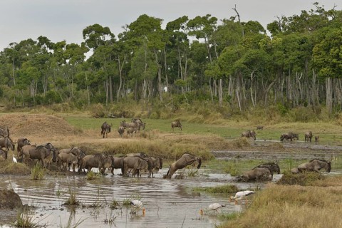 Eastern wildebeest (Connochaetes taurinus albojubatus) crossing a water hole pool on the Mara River