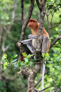 Coati, female, Labuk Bay, Sabah, proboscis monkey (Nasalis larvatus), Malaysia, Asia