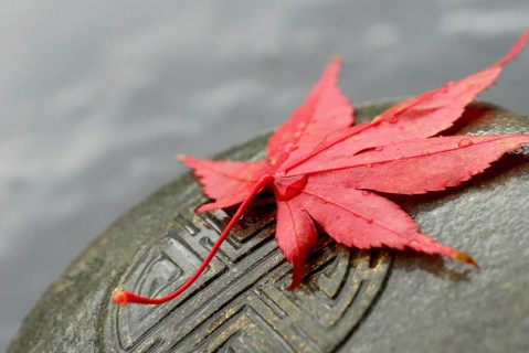 Japanese Maple leaf and Japanese emblem in stone, esotericism, symbol Japanese maple, leaf, and