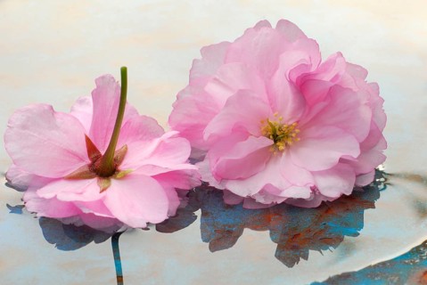 Japanese cherry (Prunus) flowers in water, ornamental