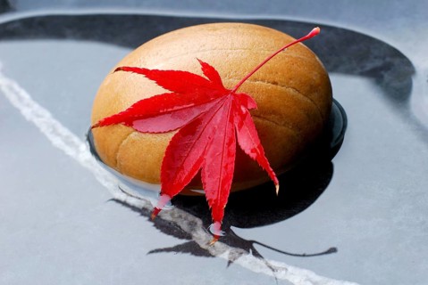 Downy Japanese Maple (Acer japonicum) , leaf on stone in water
