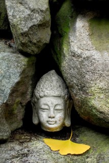 Buddha head between stones, ginkgo leaf
