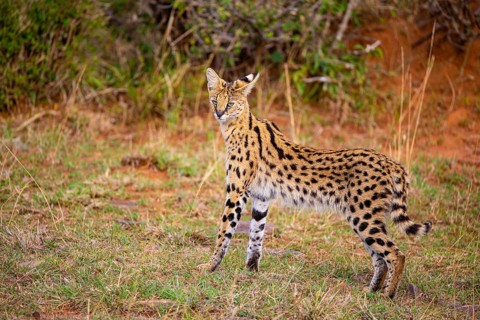 Serval (Leptailurus serval) Masai Mara Kenya