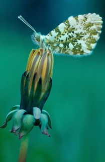Orange tip (Anthocharis cardamines), lateral, Lower Saxony, Germany, Europe