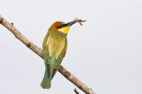 European bee-eater (Merops apiaster) Young bird with insect in its beak, sitting on a branch, with