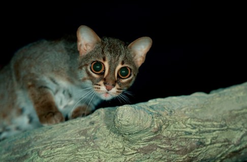 Rusty-spotted Cat (Prionailurus rubiginosus) (Felis rubiginosus)