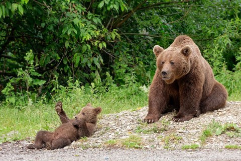 Brown bears at the Transfagara, the Transfogaras High Road in the Fagaras Mountains, also Fogaras