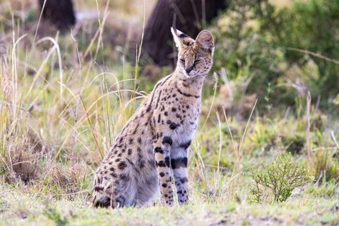 Serval (Leptailurus serval) Masai Mara Kenya