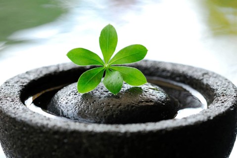 Woodruff, leaf on stone in a bowl