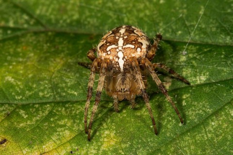 European garden spider (Araneus diadematus) female on a leaf, Baden-Württemberg, Germany, Europe