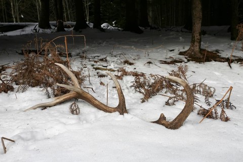 Red deer (Cervus elaphus) shed antlers in the snow, Allgäu, Bavaria, Germany, Europe