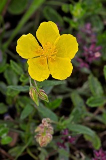 Common rockrose, common rock rose, common rock-rose (Helianthemum nummularium) (Helianthemum