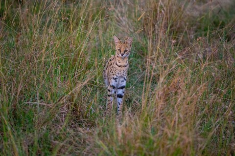 Serval (Leptailurus serval) Masai Mara Kenya