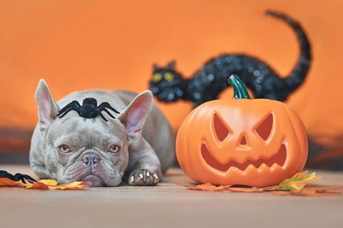 Halloween French Bulldog dog with carved pumpkin, autumn leaves, spider on head and black cat in