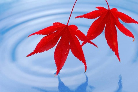 Leaves, Downy Japanese Maple (Acer japonicum) sycamore